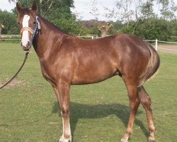 dressage horse Sarina (Westphalian, 2016, from Sweet Hero)