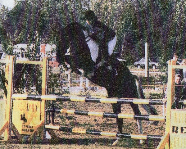 stallion Samenco II K (Pinto / Hunter, 1991, from Samber)