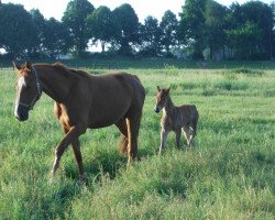 broodmare Sidney (Oldenburg, 2005, from Quick Nick 4)