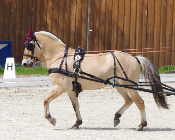 horse Jos 5 (Fjord Horse, 2000, from Jon Halsnæs)