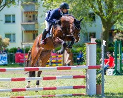 dressage horse Lennox 350 (German Sport Horse, 2009, from Hh Linton)