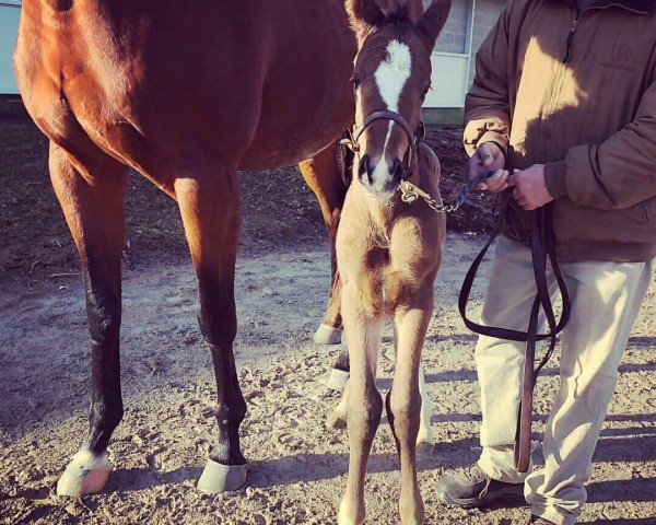 horse Stute von Shackleford xx (Thoroughbred, 2018, from Shackleford xx)