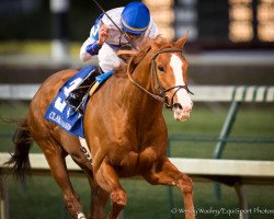 stallion Shackleford xx (Thoroughbred, 2008, from Forestry xx)