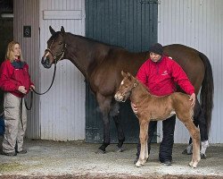 horse Stute von Speightster xx (Thoroughbred, 2018, from Speightster xx)