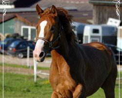 Springpferd Amadeus 904 (Württemberger, 2007, von Alassio's Boy)