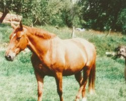 broodmare Signorina (Hanoverian, 1981, from Servus)