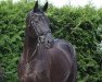 dressage horse Walking Warkant 2 (Hanoverian, 2004, from Warkant)