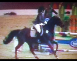 dressage horse Cat 4 (Oldenburg, 1995, from Canaster I)