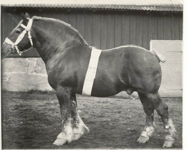 stallion Véron (Arden, 1909, from Mouton de Foy)