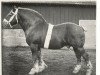 stallion Véron (Arden, 1909, from Mouton de Foy)