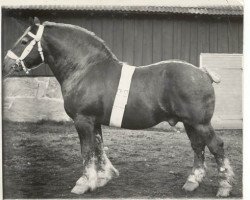 Deckhengst Véron (Ardenner, 1909, von Mouton de Foy)