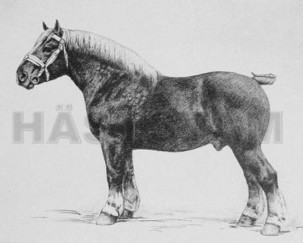 stallion Condé B. S. 61878 (Belgian Ardennes, 1908, from Certain BS 31606)