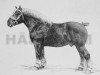 stallion Condé B. S. 61878 (Belgian Ardennes, 1908, from Certain BS 31606)