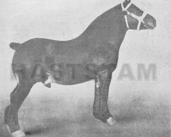 stallion Conquerant de Terhaegen (Brabant/Belgian draft horse, 1909, from Indigène du Fosteau)