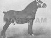 stallion Conquerant de Terhaegen (Brabant/Belgian draft horse, 1909, from Indigène du Fosteau)