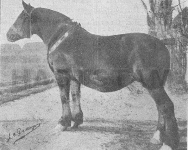 broodmare Alice d'Herse (Brabant/Belgian draft horse,  , from Farceur d'Abée)