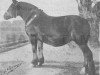 broodmare Alice d'Herse (Brabant/Belgian draft horse,  , from Farceur d'Abée)