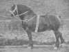 stallion Farceur d'Abée (Belgian Ardennes,  , from Bayard d'Abée)