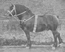 Deckhengst Farceur d'Abée (Belgischer Ardenner,  , von Bayard d'Abée)