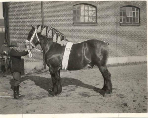 stallion Tapageur d'Herse (Belgian Ardennes, 1925, from Albion d'Hor)