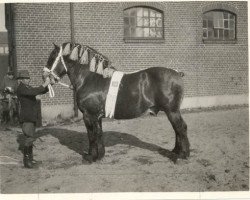 Deckhengst Tapageur d'Herse (Belgischer Ardenner, 1925, von Albion d'Hor)