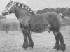 stallion Perfekt (Arden, 1935, from Tapageur d'Herse)