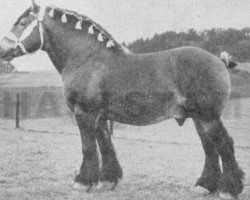 stallion Perfekt (Arden, 1935, from Tapageur d'Herse)