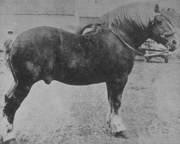 stallion Rêve d'Or (Belgian Ardennes, 1890, from Jupiter)