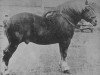 stallion Rêve d'Or (Belgian Ardennes, 1890, from Jupiter)