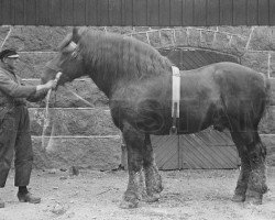 stallion Guerrier (Arden, 1915, from Gaillard d'Op)