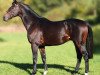 stallion Kiton xx (Thoroughbred, 2001, from Lando xx)