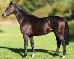 stallion Kiton xx (Thoroughbred, 2001, from Lando xx)