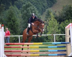 jumper Cristallo S (Oldenburg show jumper, 2010, from Ciacomo)