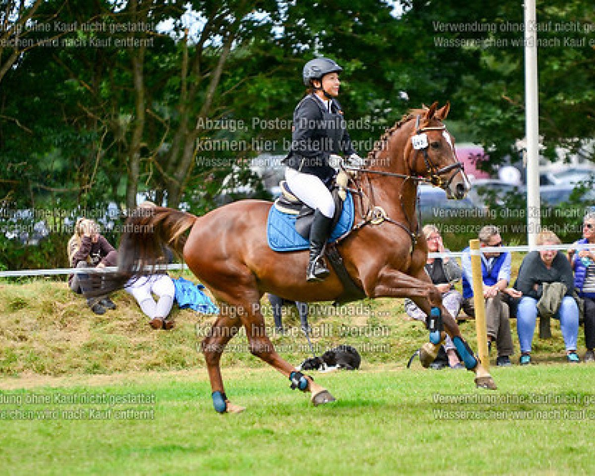 broodmare Skylah H (Holsteiner, 2008, from Singulord Joter)
