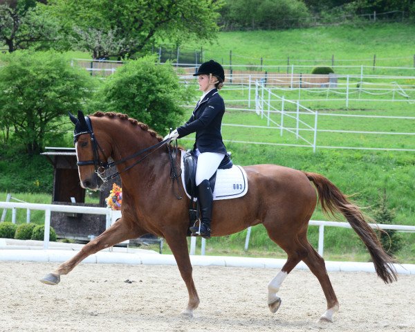 dressage horse Zerado de Imperio (KWPN (Royal Dutch Sporthorse), 2004, from Cabochon)
