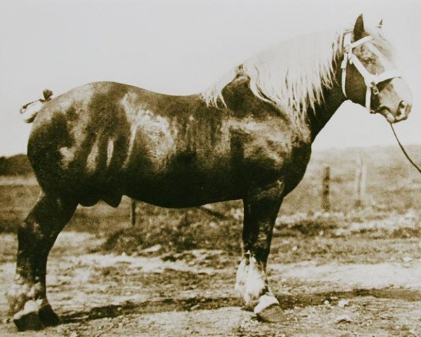 horse Gambrinus du Fosteau (Belgian Ardennes, 1900, from Brin d'Or)