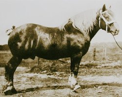 Pferd Gambrinus du Fosteau (Belgischer Ardenner, 1900, von Brin d'Or)