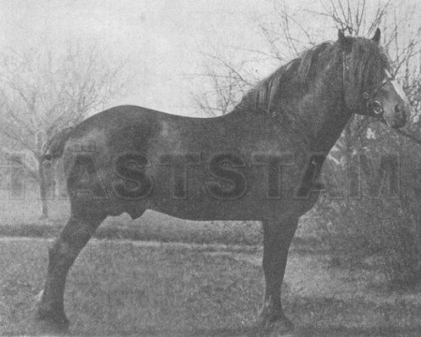 horse Jérôme du Fosteau (Belgian Ardennes, 1903, from Brin d'Or)