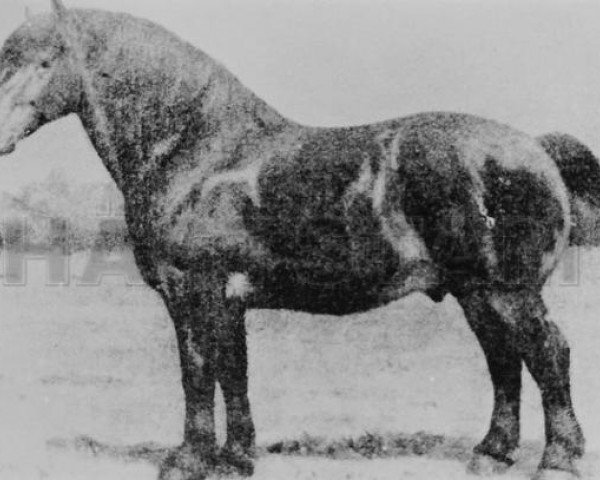 stallion Bienvenu (Brabant/Belgian draft horse, 1897, from Brin d'Or)