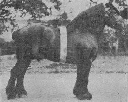 stallion Gaillard d'Op (Belgian Ardennes, 1909, from Carnaval)