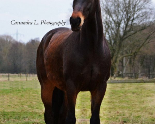 horse Renoir (Hanoverian, 2004, from Roadster)