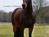 horse Renoir (Hanoverian, 2004, from Roadster)