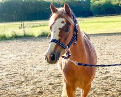 dressage horse Mini Hoeve's Mayana (Welsh-Pony (Section B), 2017, from Rondo's Cerruti)