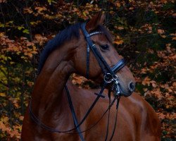 jumper Acierant (German Sport Horse, 2005, from Acordelli)