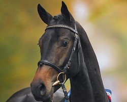 stallion Cantoblanco (Holsteiner, 2006, from Canto)