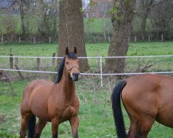 Zuchtstute First Lady R&D (KWPN (Niederländisches Warmblut), 2010, von Numero Uno)