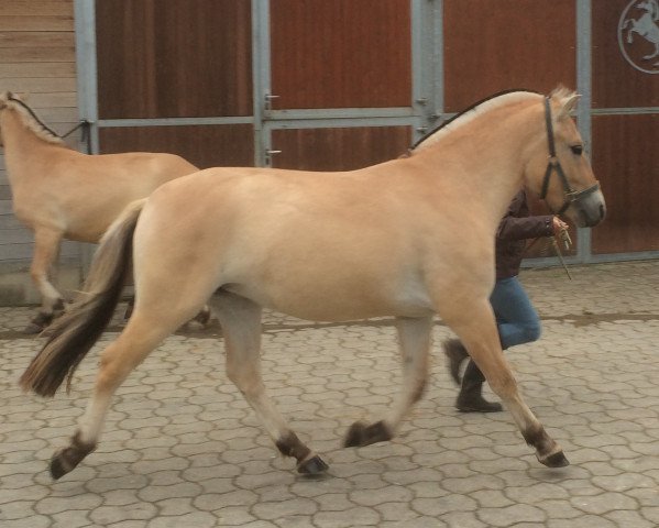 Zuchtstute Miranda (Fjordpferd, 2012, von Doven)