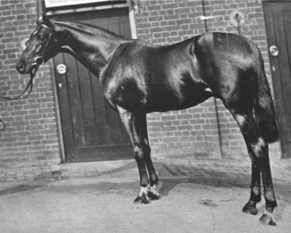 stallion William Rufus xx (Thoroughbred, 1900, from Melton xx)