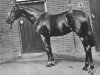 stallion William Rufus xx (Thoroughbred, 1900, from Melton xx)