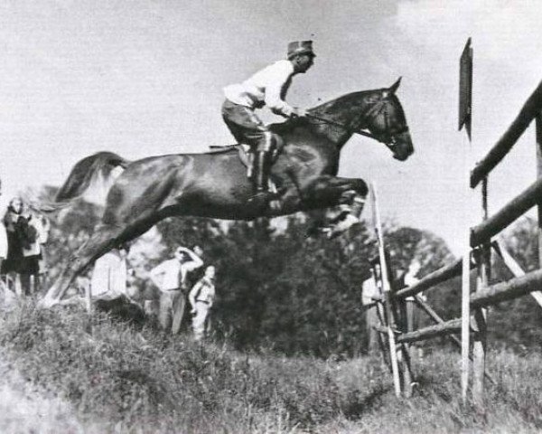 horse Master Rufus (Swedish Warmblood, 1937, from Garant)